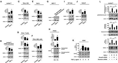 Expression of the Immune Checkpoint Protein VISTA Is Differentially Regulated by the TGF-β1 – Smad3 Signaling Pathway in Rapidly Proliferating Human Cells and T Lymphocytes